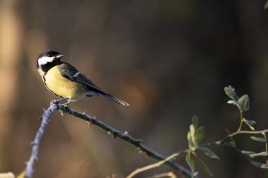 martı su yüzeyinde uçuyor. Yüksek kalite fotoğraf