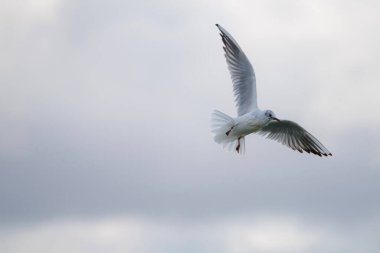 martı su yüzeyinde uçuyor. Yüksek kalite fotoğraf
