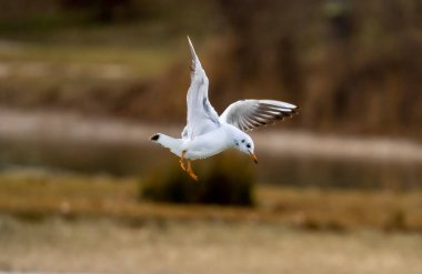 martı su yüzeyinde uçuyor. Yüksek kalite fotoğraf