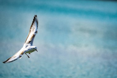 martı su yüzeyinde uçuyor. Yüksek kalite fotoğraf