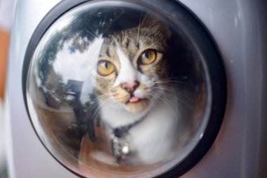 Bag for cat with cat in the public garden.