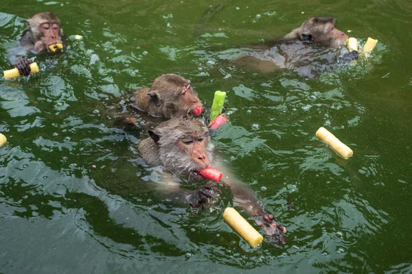 Monkey Swimmimg Eating Food Tourist Reservior — Fotografia de Stock