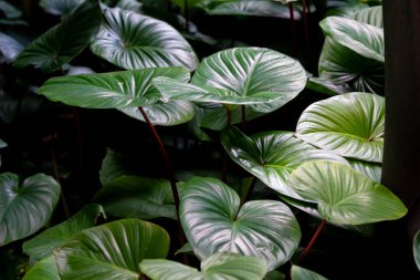 Düşük açık yeşil yaprak güneşli arkaplanda.