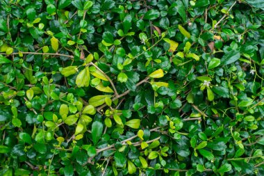 Tayland 'daki bahçede az açık yeşil yaprak.