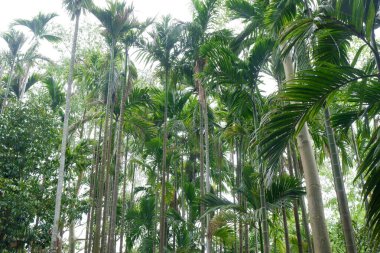Uzun ağaçların gölgesinde bulutlu gökyüzü.