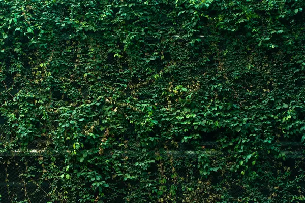 Binanın arkasında büyük yeşil bir yaprak duvar..