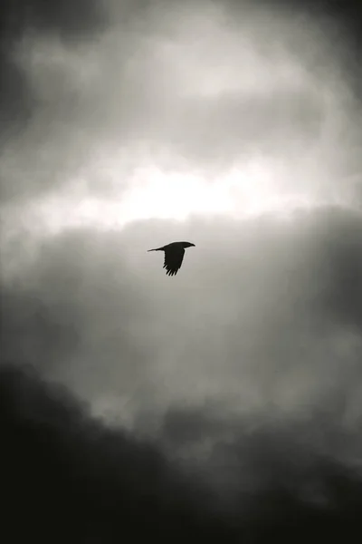 Черный Ворон Пойманный Посреди Полета Облачное Небо — стоковое фото