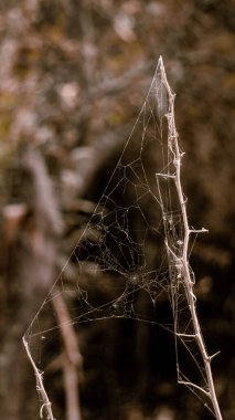 Ormanın arka planında örümcek ağı.