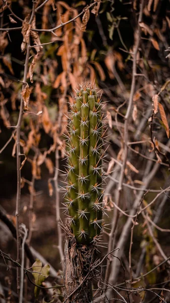 Bahçede büyüyen güzel bir kaktüs. 