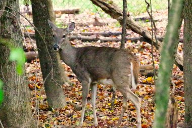 Ormanda resim için poz veren geyik