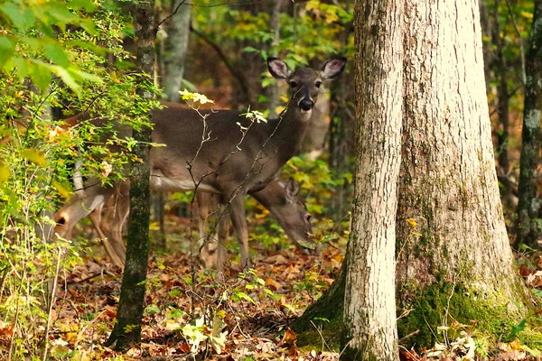 stock image two deer in forest