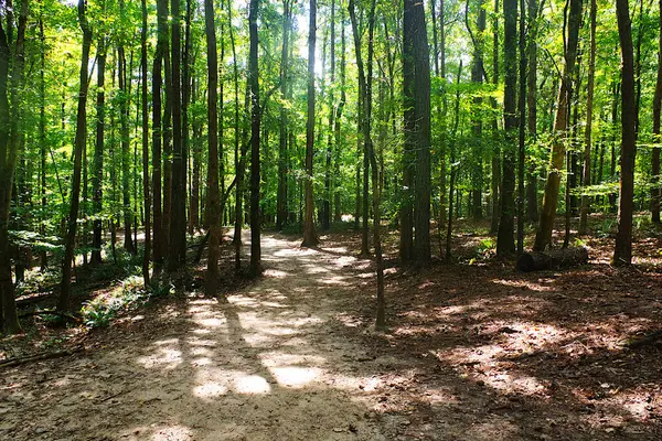 Sabah güzel bir orman