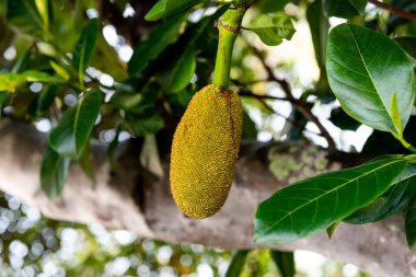 Güneydoğu Asya 'da ananas balı yetiştirilir.