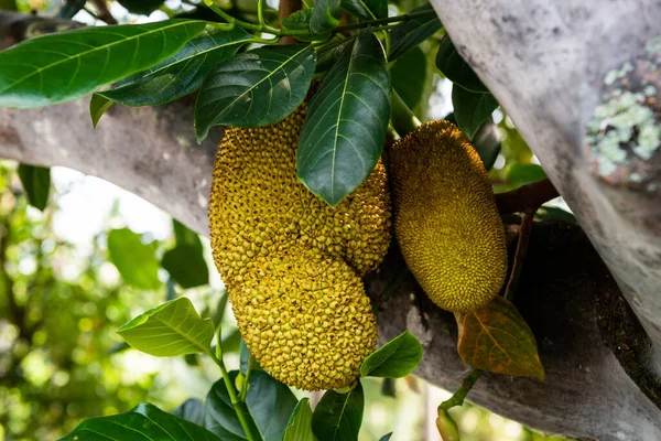 Güneydoğu Asya 'da ananas balı yetiştirilir.