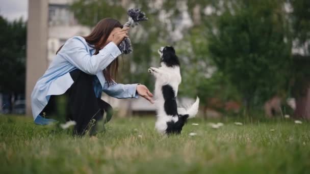 Parkta Japon Chin Köpeğiyle Oynayan Mutlu Beyaz Bir Kız Köpek — Stok video