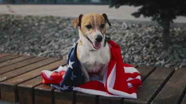 Jack Russell, parktaki bankta oturan Amerikan bayrağına sarılı. Köpek, Amerikan Bayrağına sarılmış Park Bench 'te oturuyor. Kameraya köpek pozu. Evcil Hayvan ve Vatanseverlik Konsepti