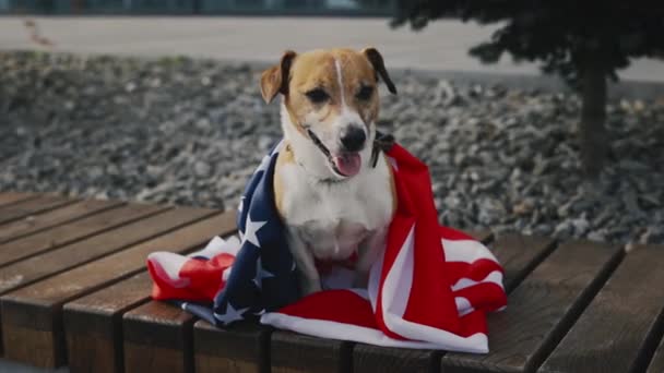 Jack Russell Adalah Dibungkus Dalam Bendera Amerika Serikat Duduk Bench — Stok Video