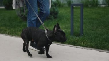 Sahibine Yakın Köpek Yürüyüşü 'nün yakın çekim görüntüsü. Yeni Güzel Dekorasyon Parkı 'nda bir Fransız Bulldog' la Sahibinin Yürüyüşü. Halk ve Köpekler Dostluk Konsepti