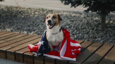 Jack Russell, parktaki bankta oturan Amerikan bayrağına sarılı. Köpek, Amerikan Bayrağına sarılmış Kameraya bakıyor. Funnu Hayvan Portresi. Vatansever Köpek Konsepti
