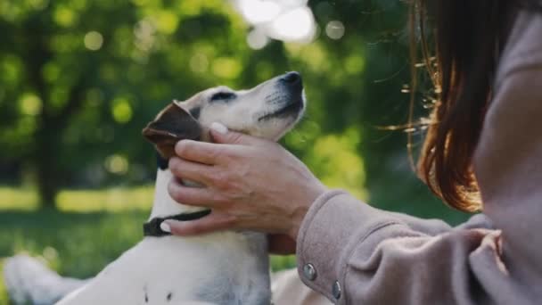 美しいジャック ラッセルの所有者の閉鎖犬と毛布の上に座り 彼の鼻をキス 愛を示す 草の上でペットを撫でていた女性 閉じろ — ストック動画