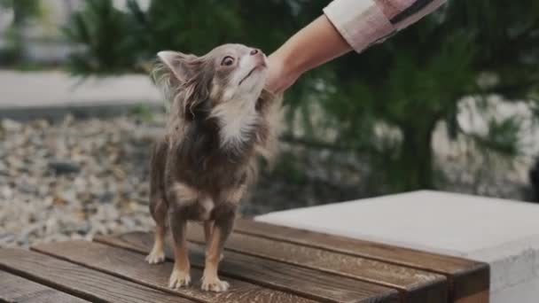 Söt Chihuahua Sitter Bänk Och Dess Ägare Stroking Det Närbild — Stockvideo