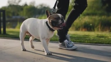 Yeni Güzel Dekorasyon Parkı 'nda Brooklyn Bulldog' uyla Sahibi 'nin Yürüyüşü. İnsan Sahibinin Yakınındaki Bir Köpeğin Yakından Bakışı. Halk ve Köpekler Dostluk Konsepti