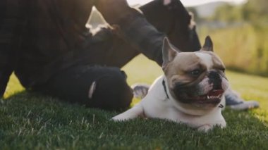 Parkta evcil hayvan sahibi beyaz adamın elleri, Brooklyn Bulldog 'una sevgisini gösteriyor. Parktaki çimlerde yatarken köpeğini kaşıyan bir adam. İnsanlar ve köpekler arkadaşlık kavramı