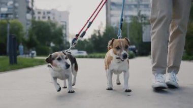 Small Two Jack Russell Şehir Parkı 'nda Yürürken, Yavaş Çekim Sahibi' nin yanında. Dişi, Köpekleri Dışarıda Yürütür. Halk ve Köpekler Dostluk Konsepti