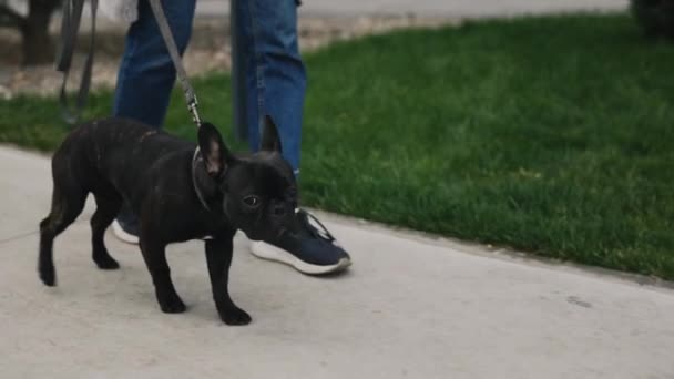 Promenad Ägaren Med Fransk Bulldogg Den Nya Vackert Inredda Parken — Stockvideo