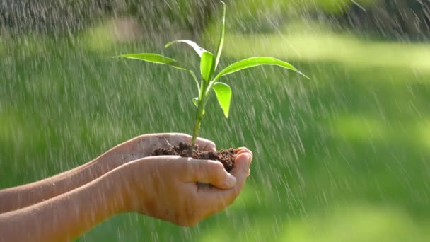手を閉じて苗木を手に入れます 子供の手に土を持つ小さな植物 雌の掌は土茎を小さな木に抱擁します エコとニューライフのコンセプト 緑の芽の散水 — ストック動画