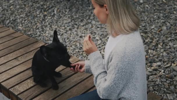 Professionell Hanterare Leker Med Franska Bulldog Valp Parken Kvinna Animal — Stockvideo