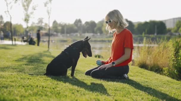 公園内のミニブル テリアで遊ぶ女子オーナー 犬のためのボール トイを使って家畜を訓練する女動物トレーナー 犬を訓練する 人と犬の運動の概念 — ストック動画