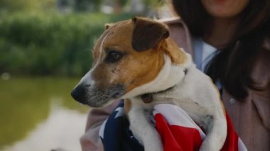 Jack Russell, ABD Bayrağına Sarılmış, Kadın Dışarıda Parkta Hayvan Tutuyor. Amerikan Bayrağına Sarılmış Köpek ve Kameraya Onu Gösteren Kız
