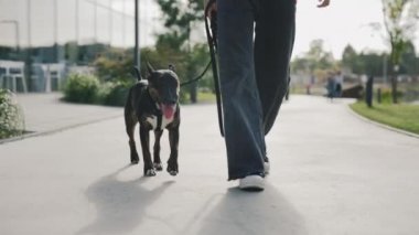 Şehir Parkı 'nda Mini Bull Terrier' ıyla Yürüyen Genç Kadın 'ın Yakın Çekimi. Bayan Sahibi Yetişkin Köpeğini Açık havada Kontrol Etmek İçin Tasma Kullanıyor. Halk ve Köpekler Dostluk Konsepti