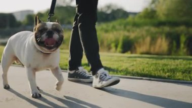 Şehir parkında Mini Bull Terrier 'iyle yürüyen genç adamın yakın çekimi. Erkek sahibi açık havada yetişkin köpeğini kontrol ettiği için tasma kullanıyor. Halk ve Köpekler Dostluk Konsepti