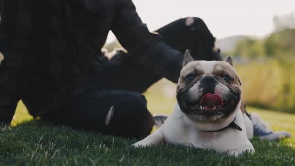 Hands Caucasian Man Pet Owner Park Stroking Showing Love His — Stok Video