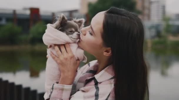 Piękny Chihuahua Właściciel Całując Jego Nos Pokazując Miłość Zbliżenie Happy — Wideo stockowe
