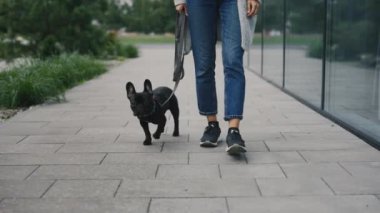 Yanında küçük siyah bir Fransız Bulldog 'la yürüyen Kafkas Kadın' ın Bacakları. Kadın, evin yakınında bir köpek gezdiriyor ve mahalleye bakıyor. Halk ve Köpekler Dostluk Konsepti