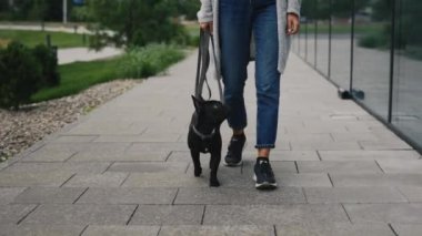 Köpek gezdirici, yanında yürüyen küçük siyah bir Fransız Bulldog 'u taşıyor. Kadın, Parktaki Ev 'e yakın bir yerde köpek gezdiriyor. Halk ve Köpekler Dostluğu