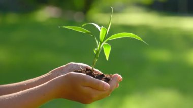 Yakından Küçük Kız Tutma Tesisi ve Elleri Kirli Parkta Duruyor. Dişi palmiyeler toprak sapını küçük bir ağaç gibi kucaklıyor. Eko ve yeni yaşam konsepti
