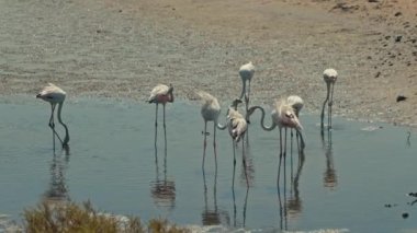 Ras al Khor 'daki Lake Shore' da oyuncu Flamingolar. Dubai, Birleşik Arap Emirlikleri. Egzotik Kuş Oyunları. Vahşi Dünya. Kuşlar ve Doğa Konsepti