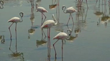 Flamingo bir gölde dururken tüylerini temizler. Göldeki Pembe Kuş Sürüsü. Egzotik kuş türleri. Vahşi Dünya. Doğa ve Hayvan Konsepti