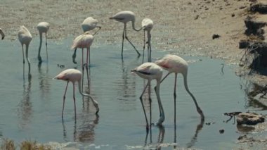 Flamingo 'nun Küçük Grubu' nun Kapanışı Gölde Yiyecek Arıyor. Egzotik Kuşlar Avlanıyor. Vahşi yaşam. Doğa ve Hayvanlar Konsepti