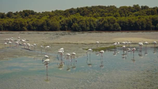 Bando Jovens Flamingos Caminhe Uma Lagoa Dubai Vida Selvagem Conceito — Vídeo de Stock