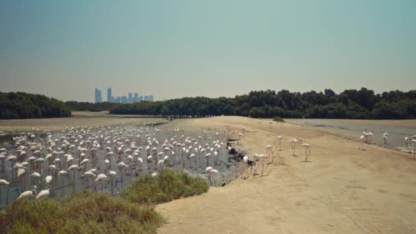 Flamingo Walking Shore Lake Dengan View Skyscrapers Dari Dubai City — Stok Video
