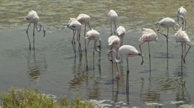 Dubai 'deki flamingolar. Göl Balıkçılığındaki Pembe Kuşlar Grubu. Egzotik Hayvan Sürüsü. Vahşi Doğa Konsepti