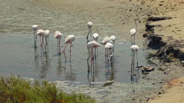 Flamingos Stehen Ufernähe Und Suchen Nahrung Wild Life Dubai Vereinigte — Stockvideo