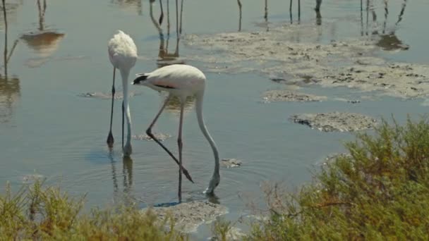 Close View Flamingo Walking Fishing Lake Ras Khor Dubai Exotic — Stok Video