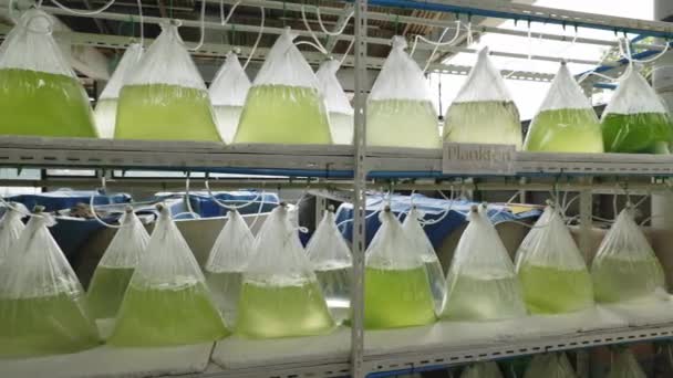 Plankton Τροφίμων Για Μωρά Στρείδια Μέσα Στο Κτίριο Περλ Φαρμ — Αρχείο Βίντεο