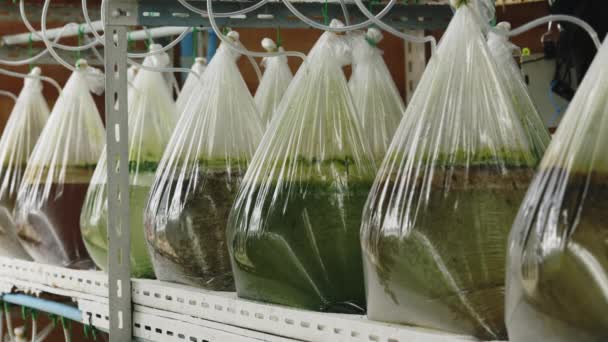 一袋一袋的培根农舍 给牡蛎的食物珍珠养殖 在水产养殖设施内以透明塑料袋进行微型藻类养殖的特写镜头 海产养殖概念 — 图库视频影像